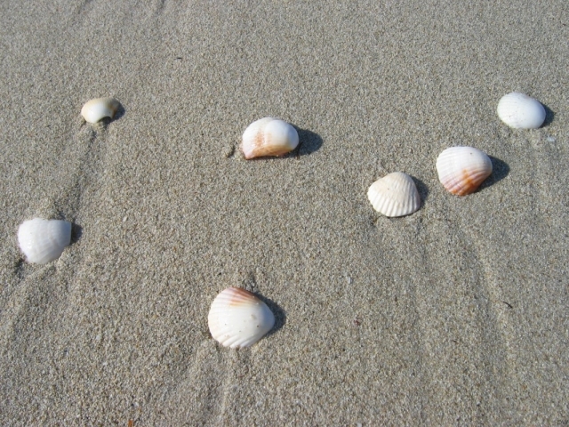  Les coquillages 